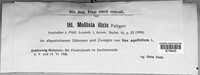 Image of Mollisia ilicis